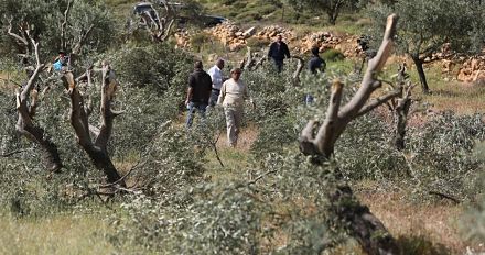 Des colons israéliens déracinent des dizaines d'oliviers au nord de la Cisjordanie, ces colons agresseurs qui poursuivent leurs crimes contre la terre palestinienne 
